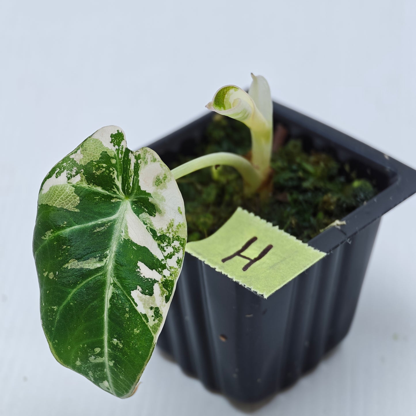 Alocasia black velvet Pink Variegated