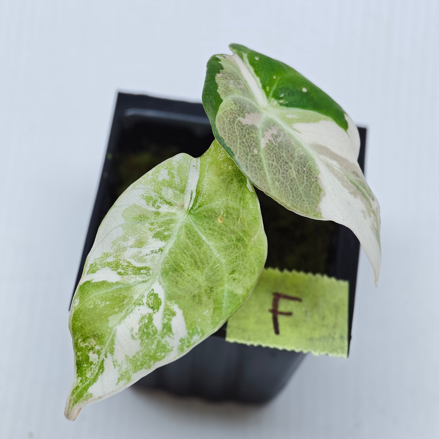 Alocasia black velvet Pink Variegated