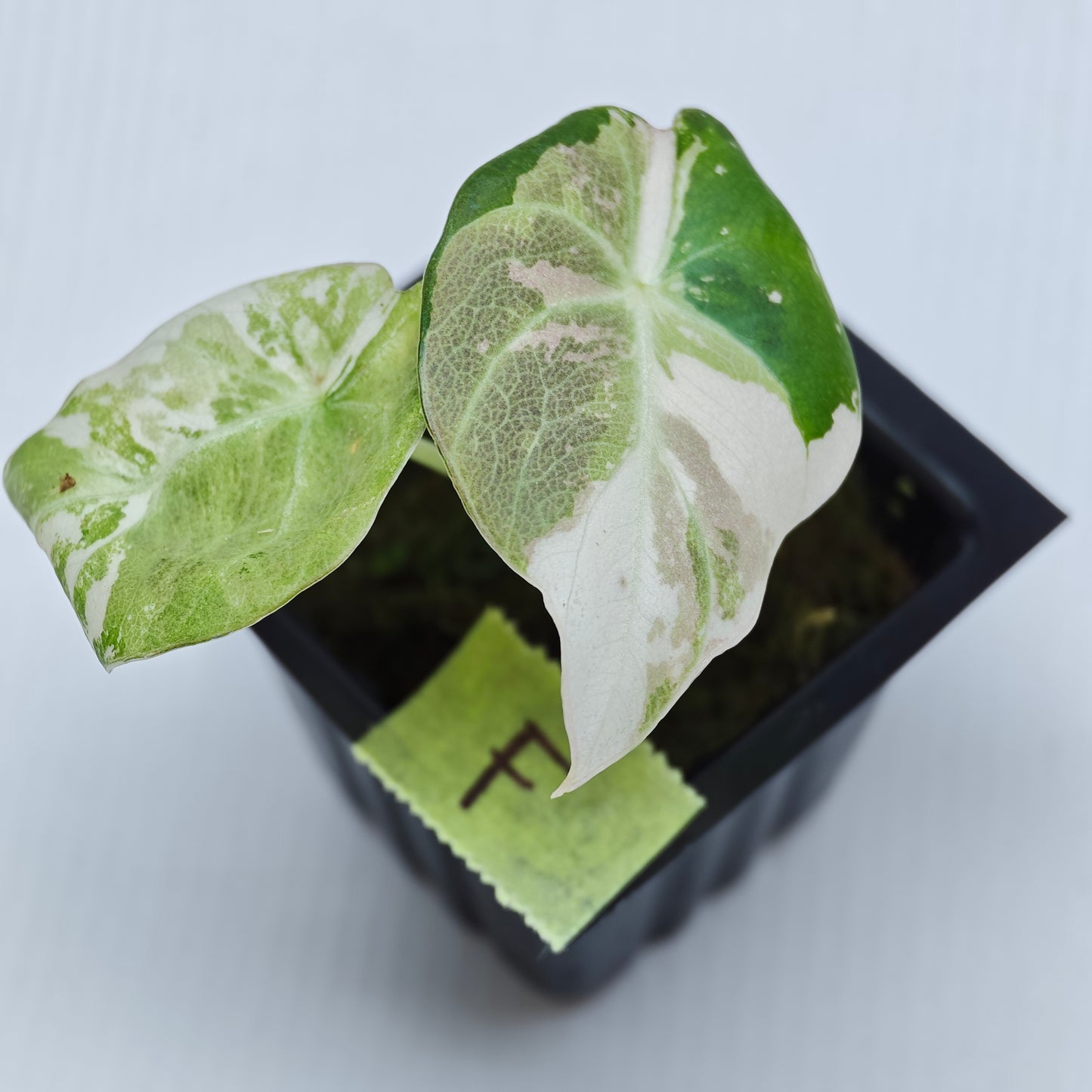Alocasia black velvet Pink Variegated