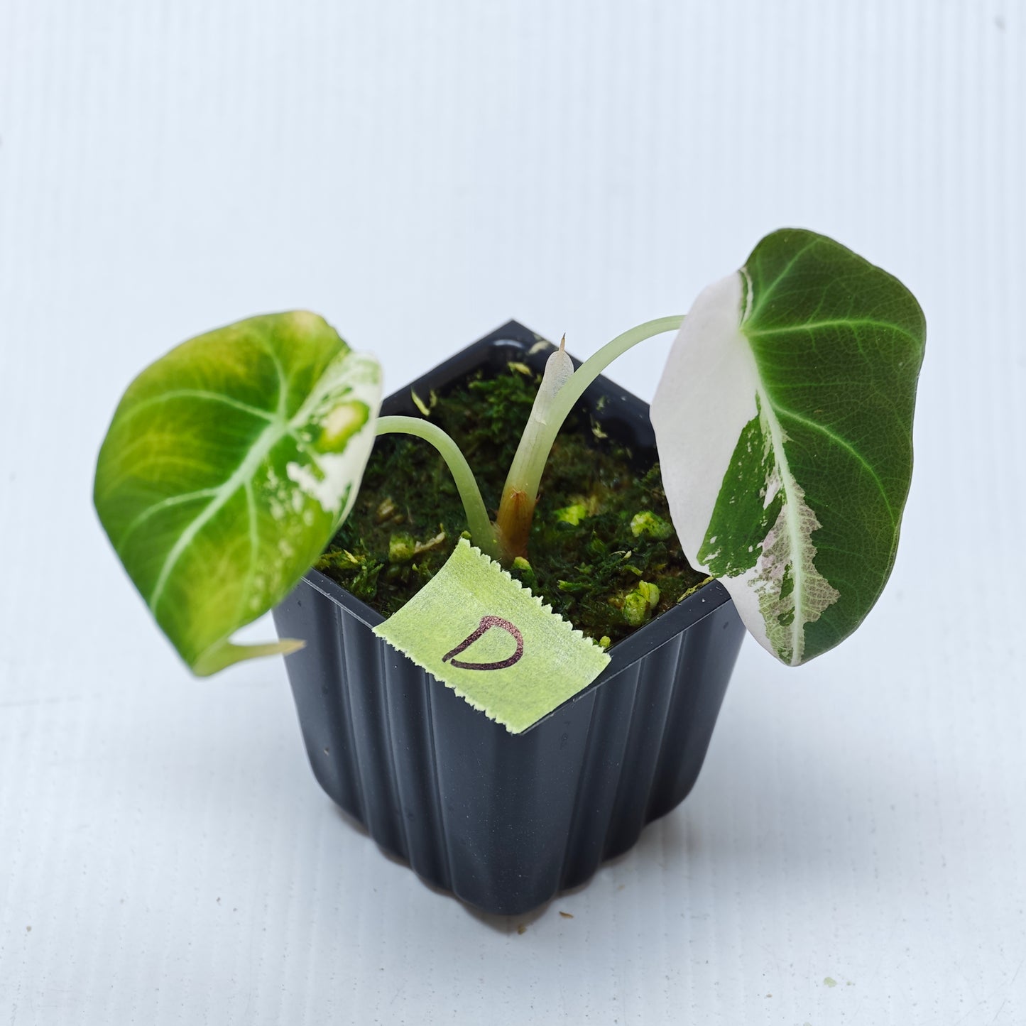 Alocasia black velvet Pink Variegated
