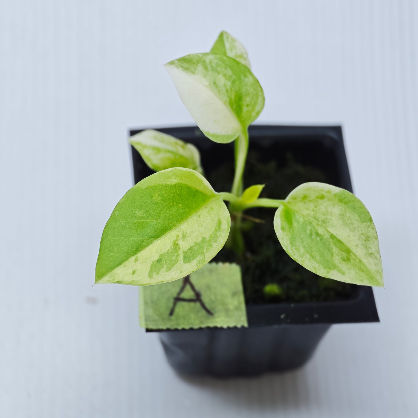 Anthurium vittariifolium Variegated