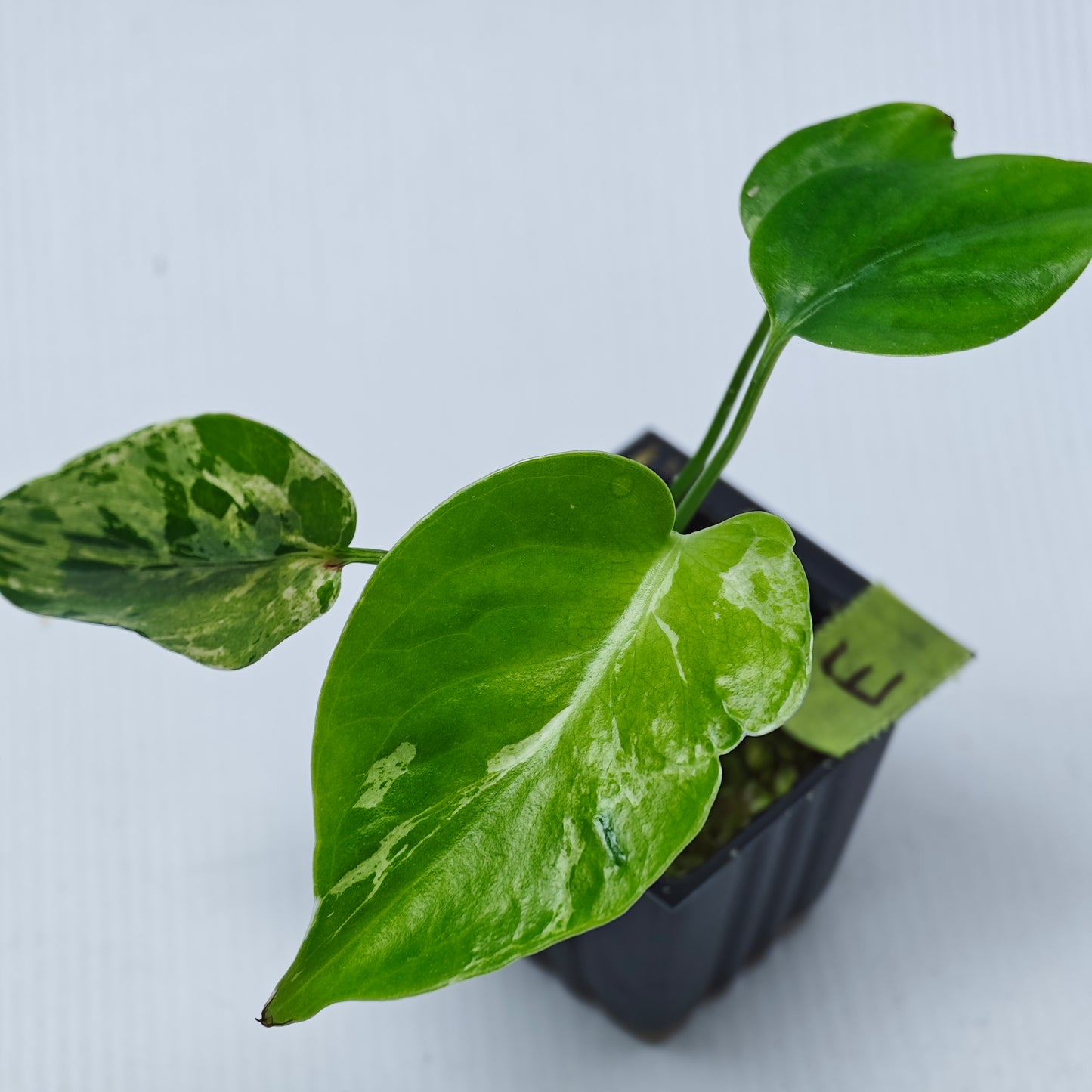 Monstera Bulbasaur