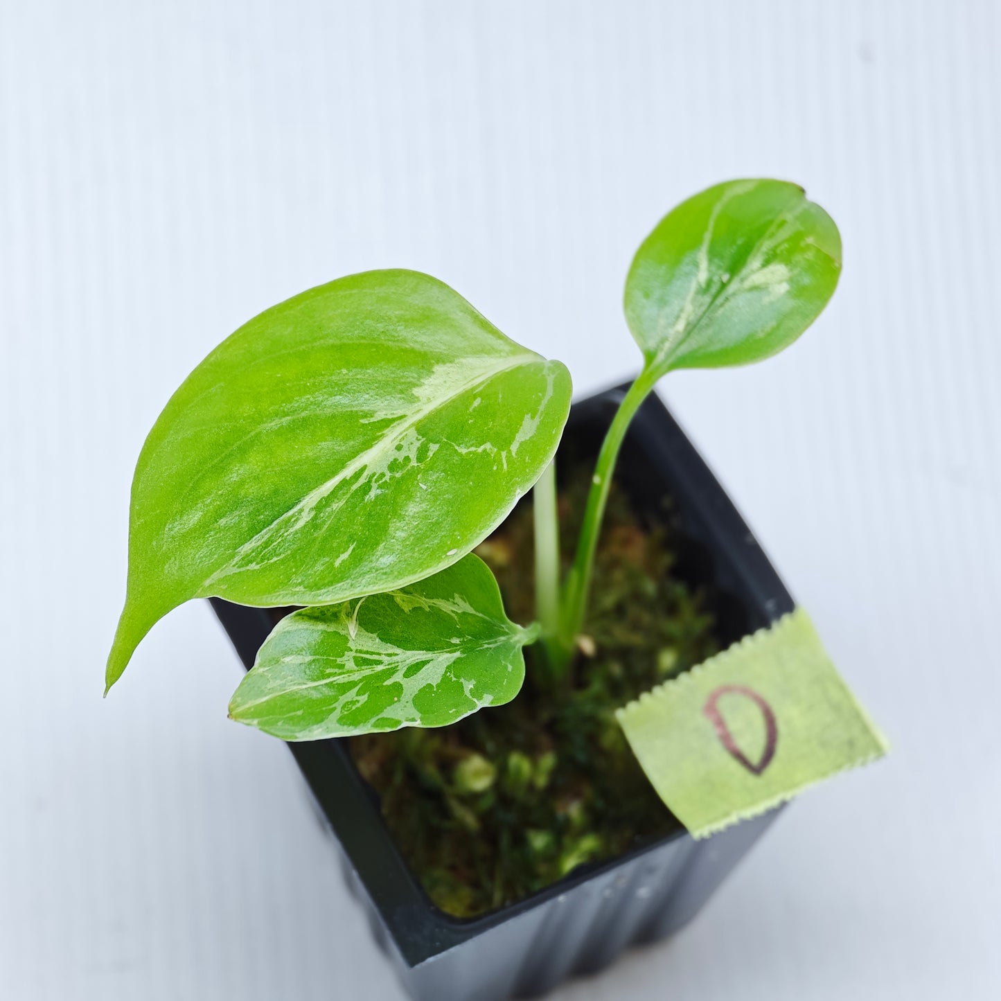 Monstera Bulbasaur