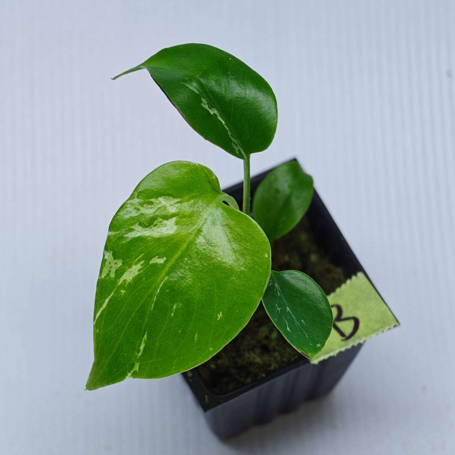 Monstera Bulbasaur