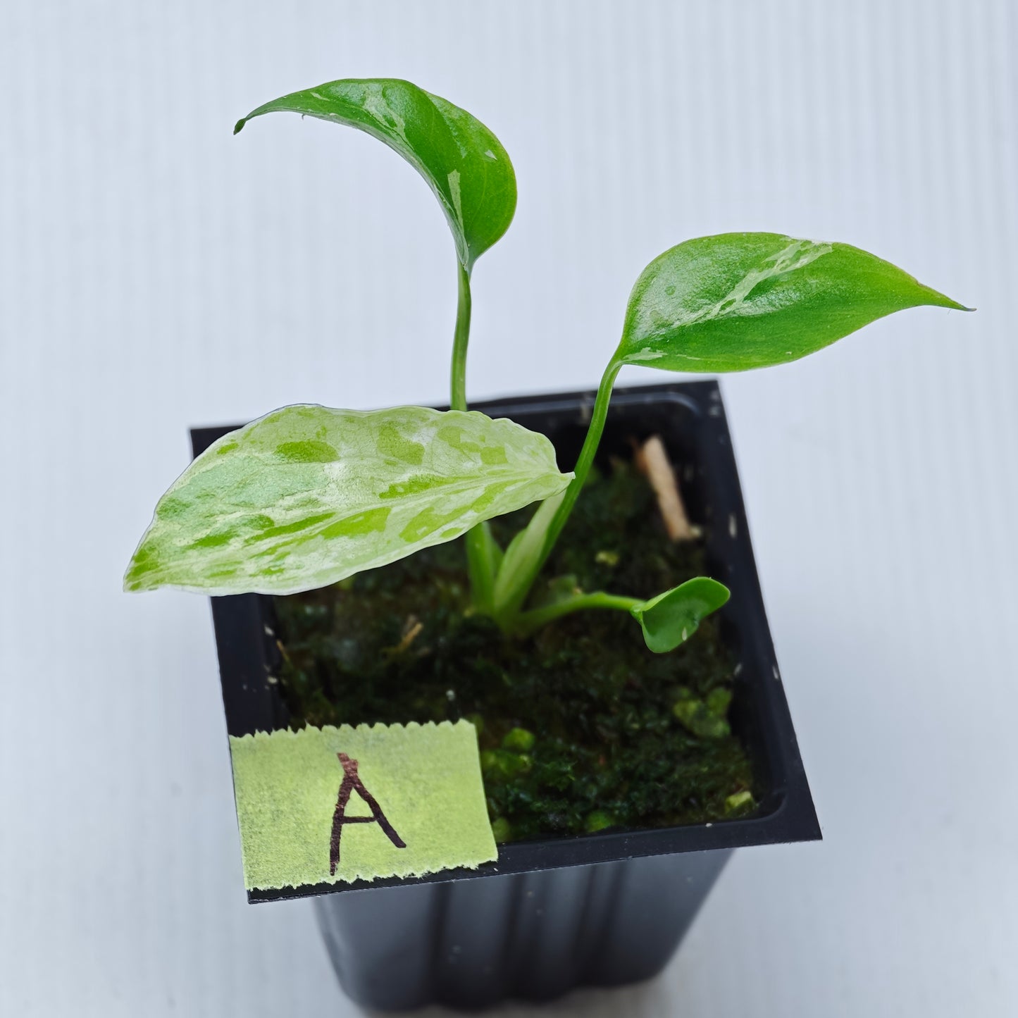 Monstera Bulbasaur