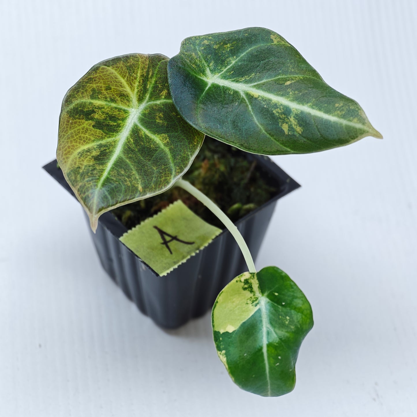Alocasia Black Velvet Gold Variegated