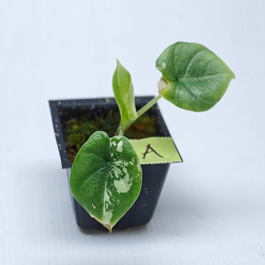 Alocasia melo Albo LOW variegated