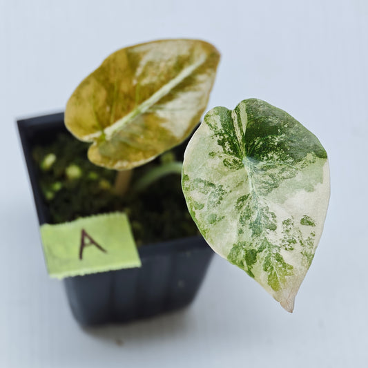Alocasia Cuprea Latte (Aurea Variegated)