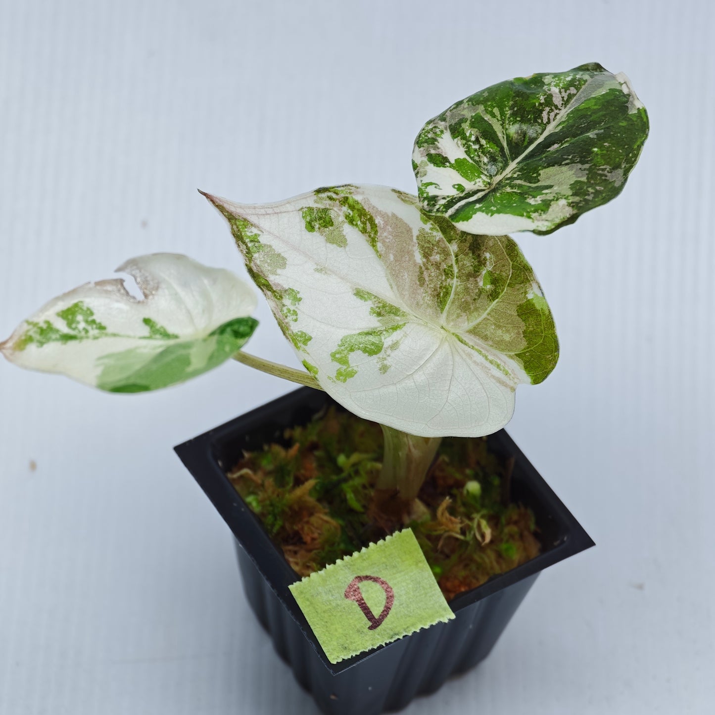 Alocasia wentii Albo/Pink Variegated