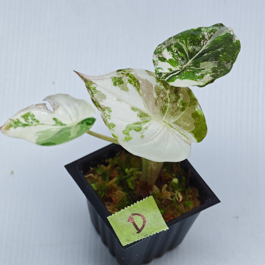 Alocasia wentii Albo/Pink Variegated