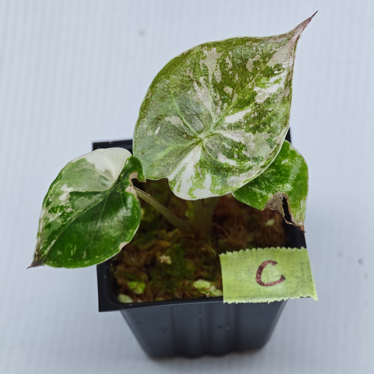 Alocasia wentii Albo/Pink Variegated