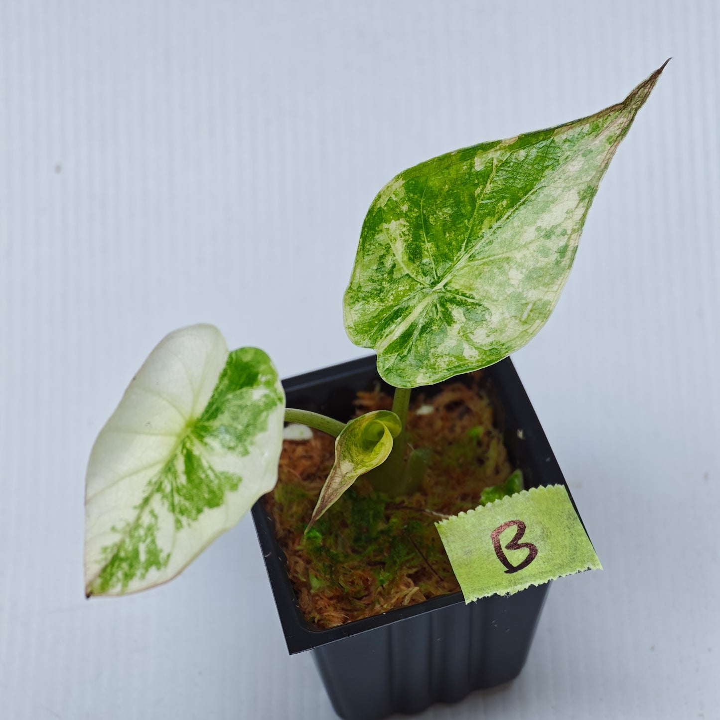 Alocasia wentii Albo/Pink Variegated