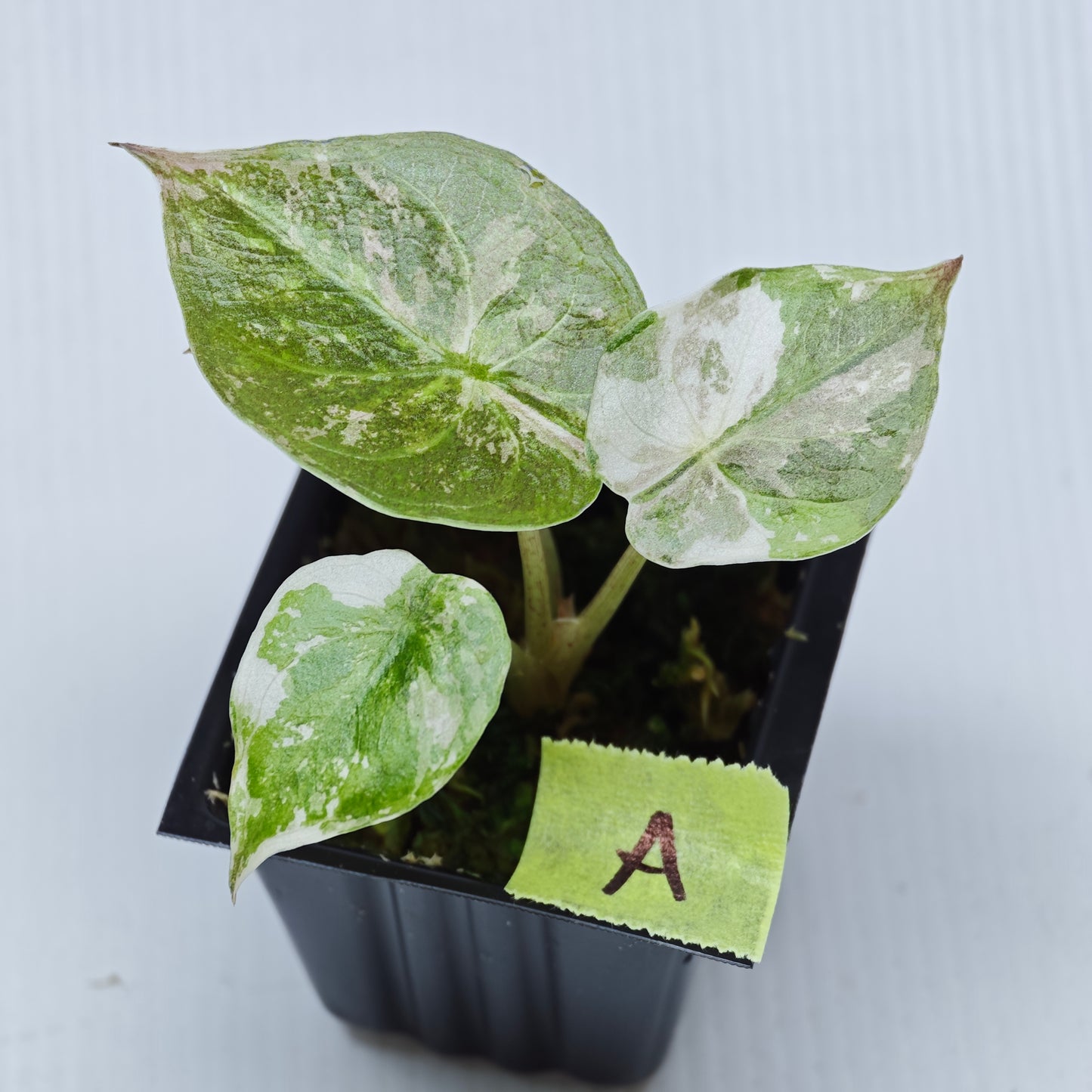 Alocasia wentii Albo/Pink Variegated