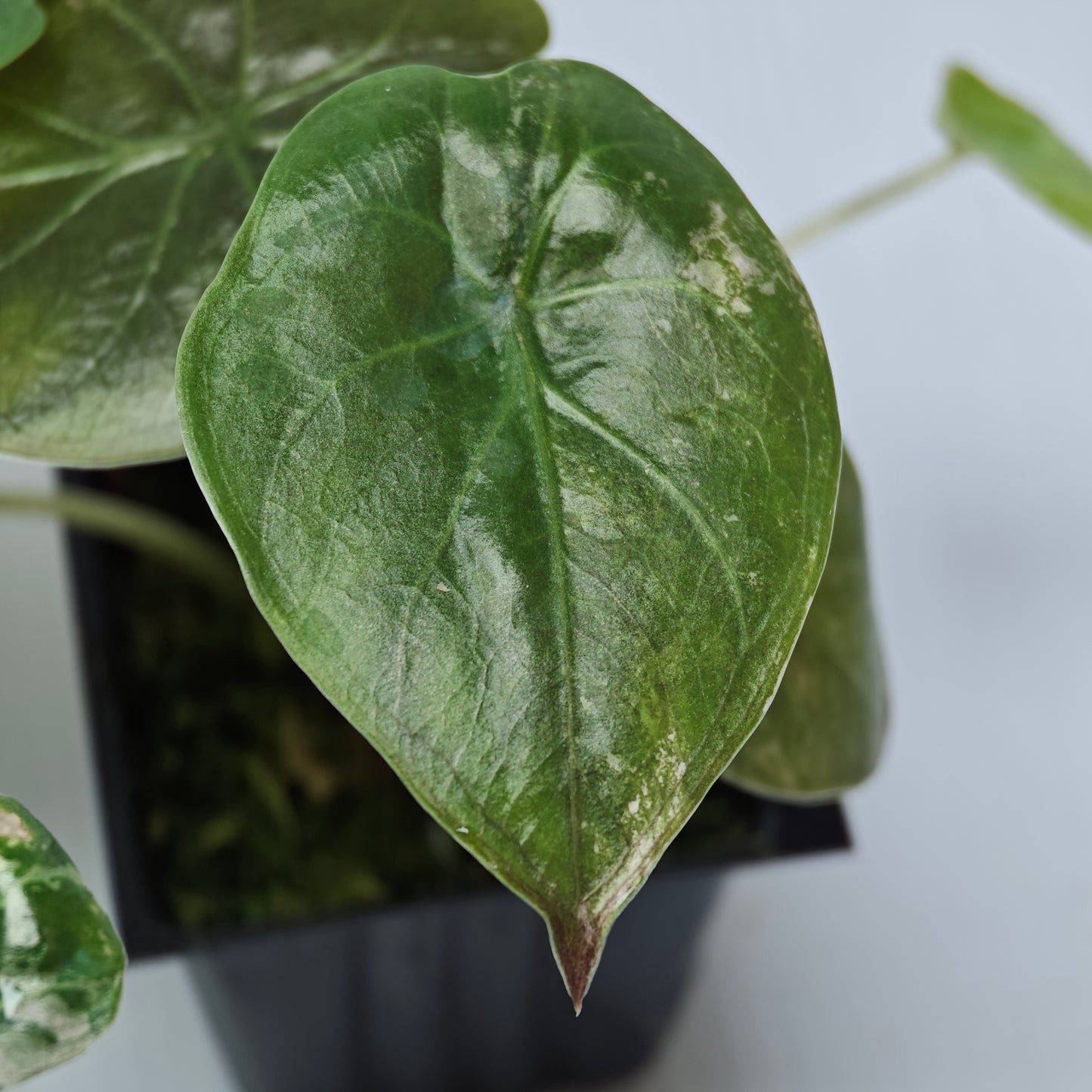 Alocasia wentii Albo/Pink LOW Variegated