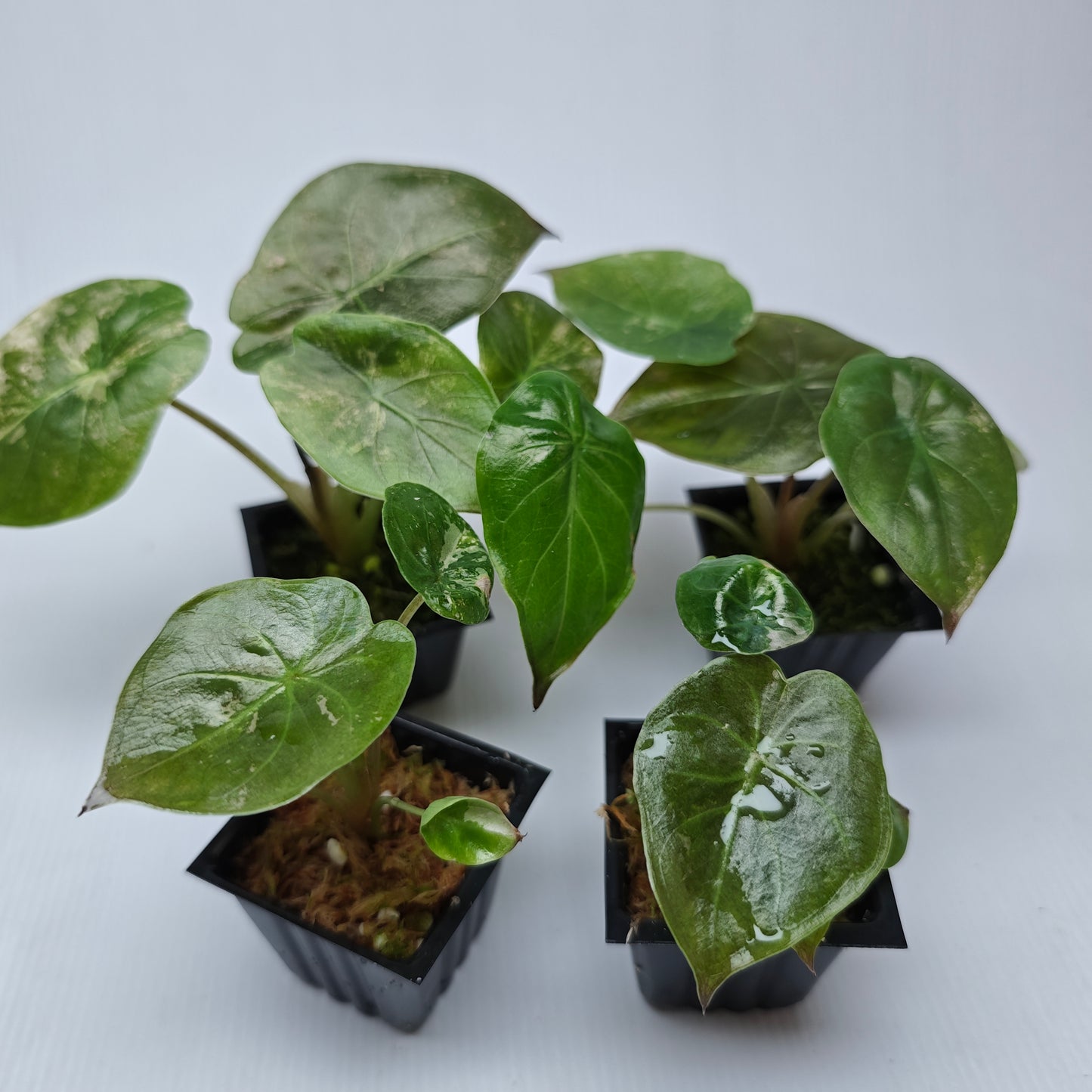Alocasia wentii Albo/Pink LOW Variegated