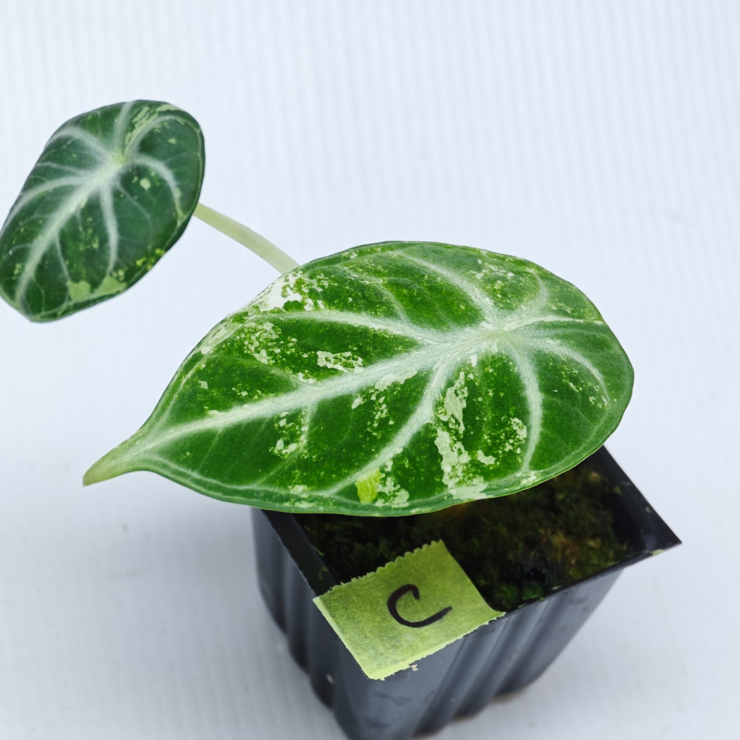 Alocasia Ninja Albo LOW Variegated