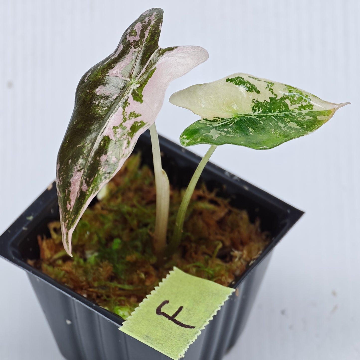 Alocasia sanderiana "Nobilis" Pink Variegated