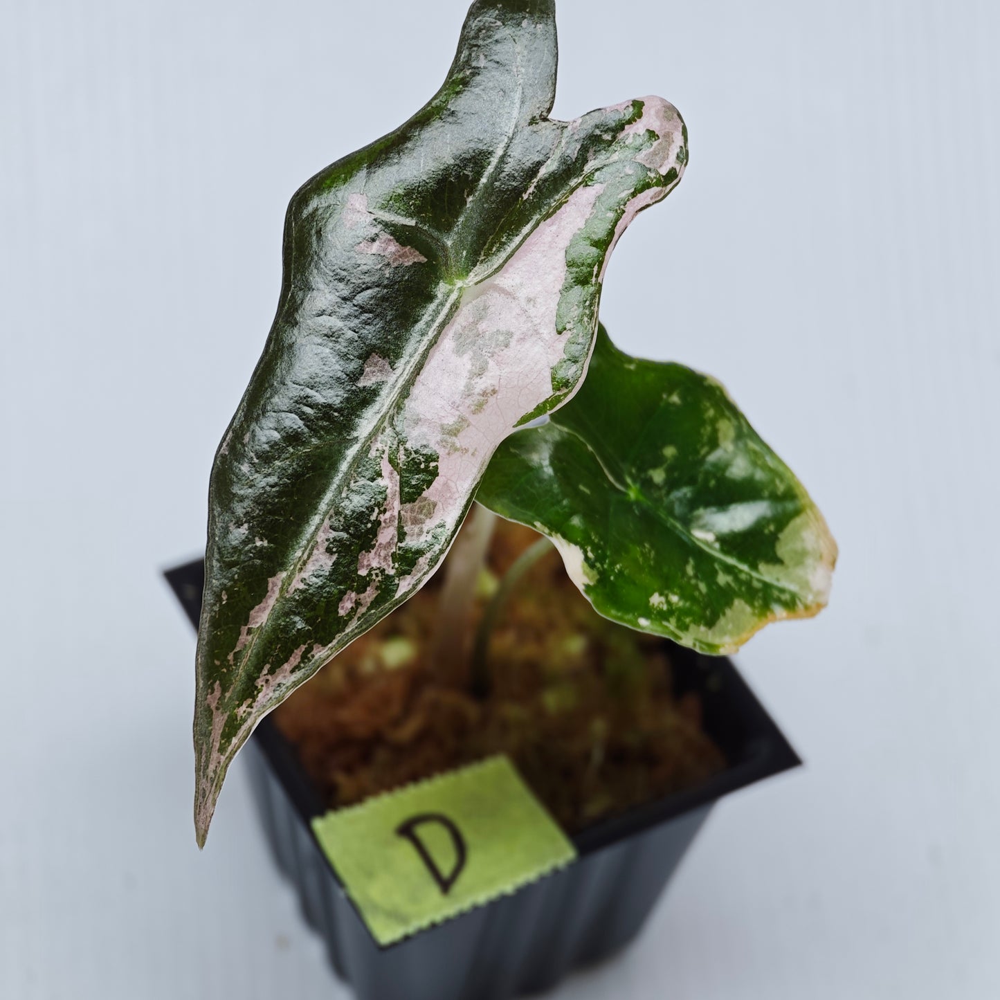 Alocasia sanderiana "Nobilis" Pink Variegated