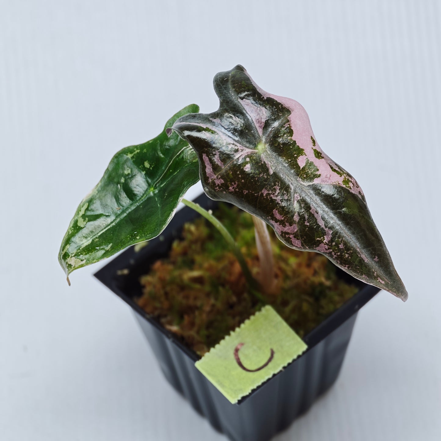 Alocasia sanderiana "Nobilis" Pink Variegated