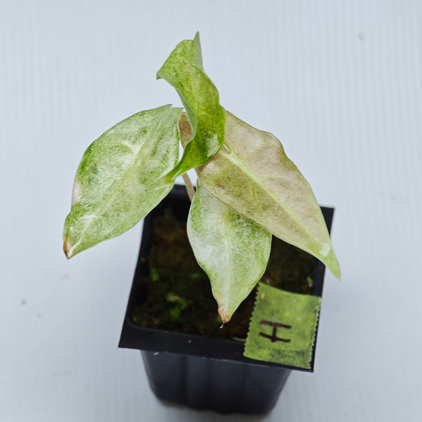 Alocasia Black Satun Pink Stardust
