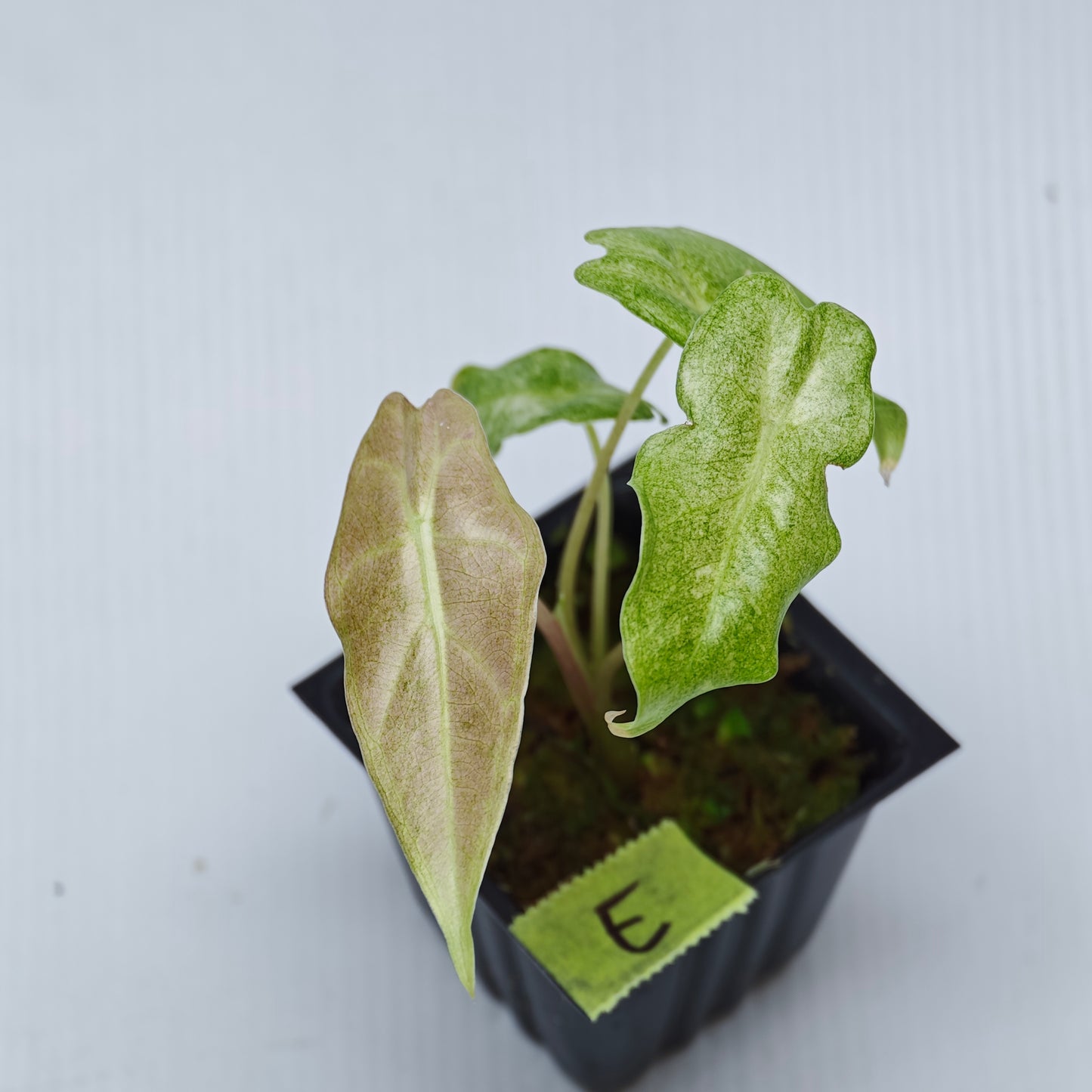 Alocasia Black Satun Pink Stardust