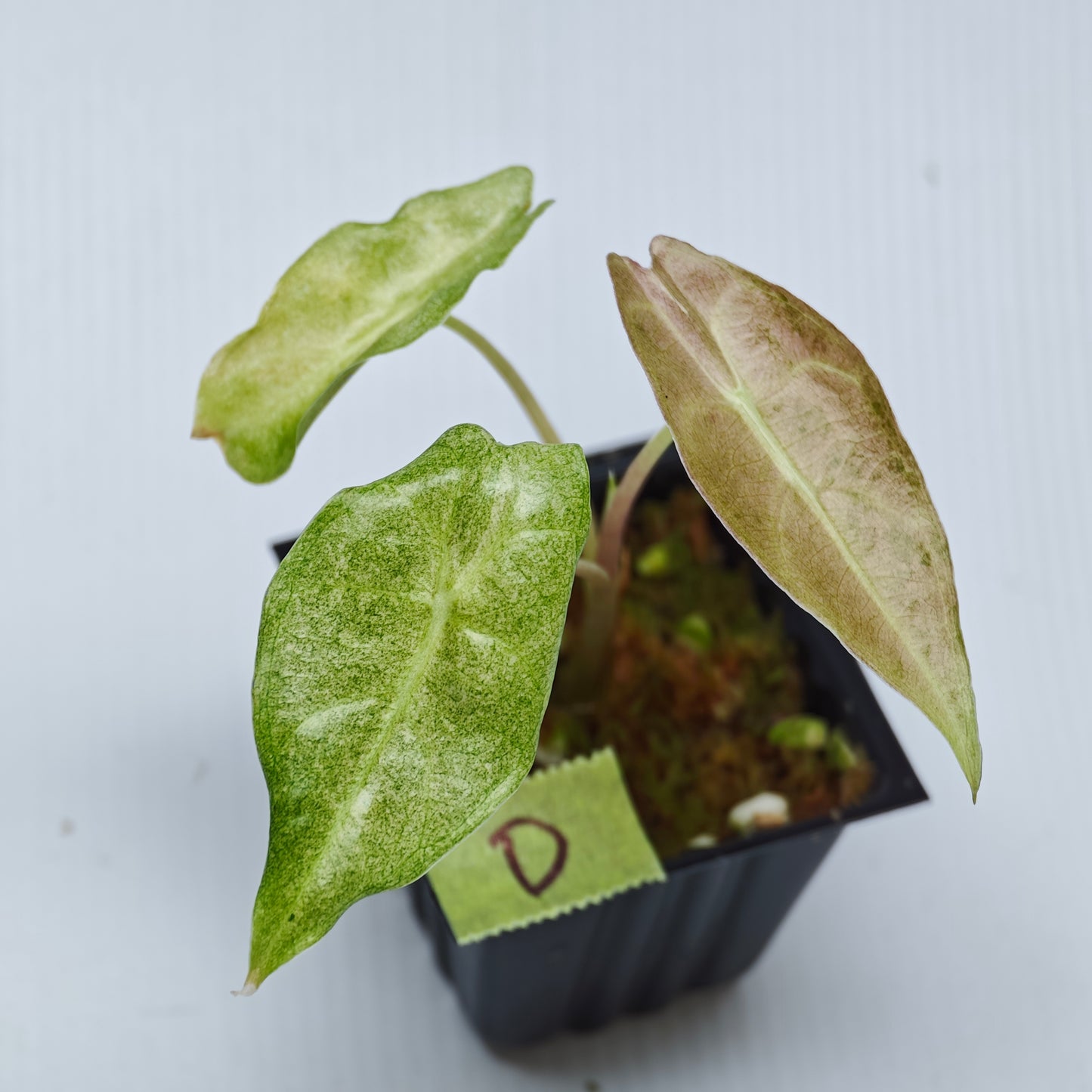 Alocasia Black Satun Pink Stardust