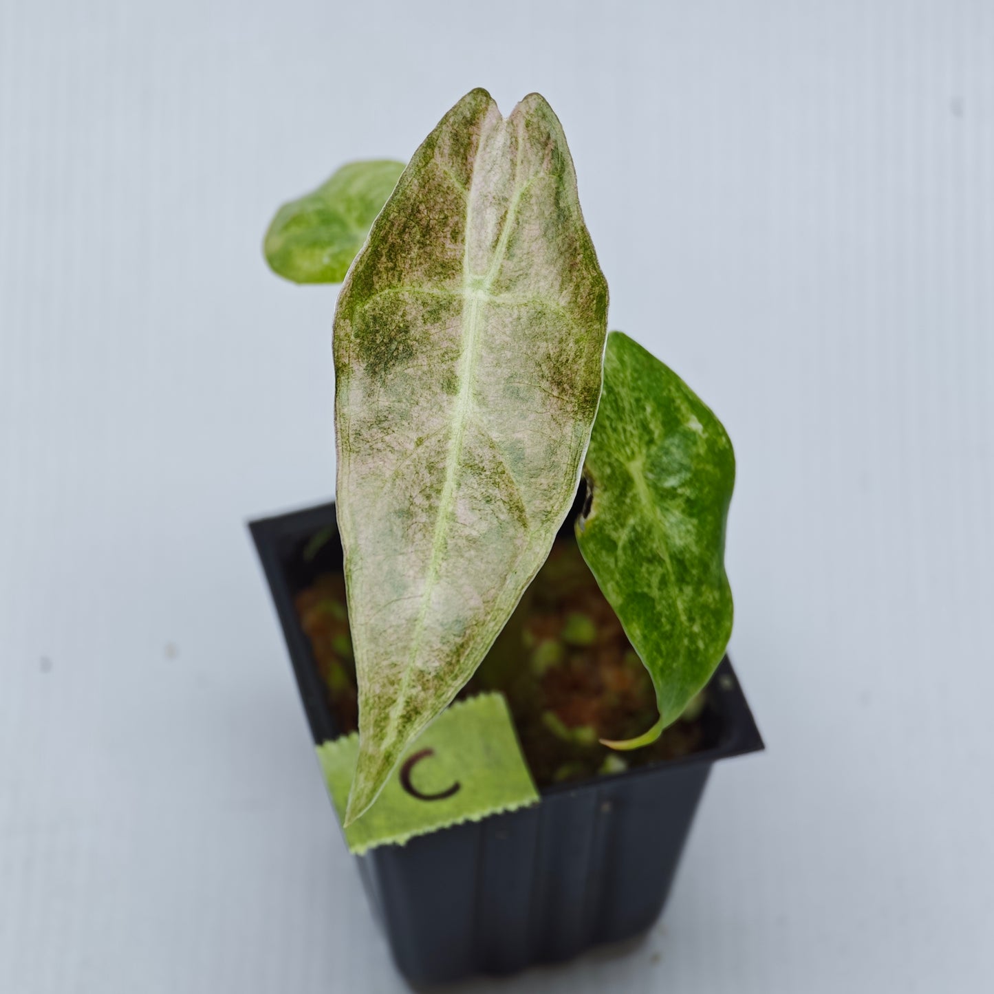 Alocasia Black Satun Pink Stardust