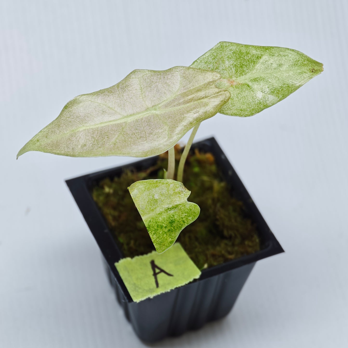 Alocasia Black Satun Pink Stardust