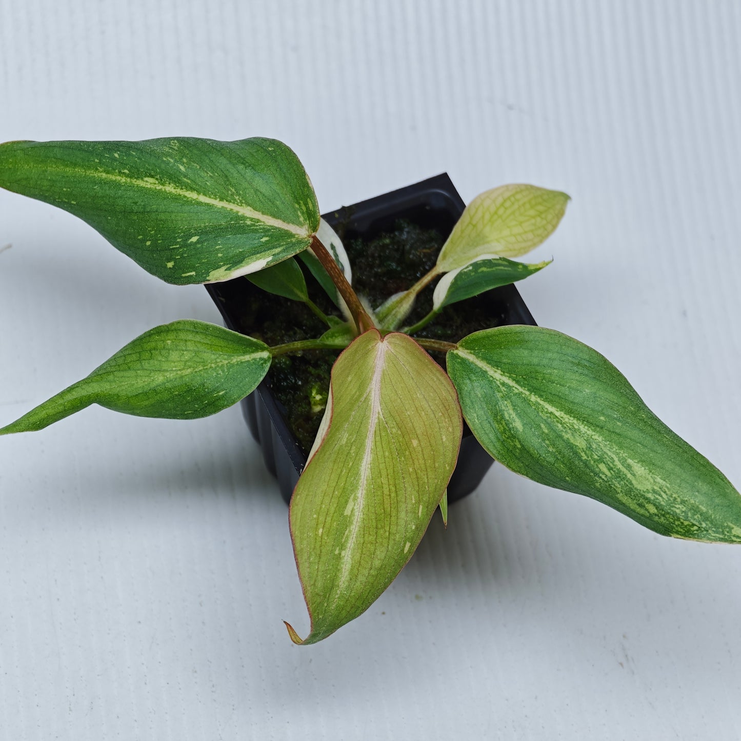 Philodendron gloriosum Tricolour LOW Variegated