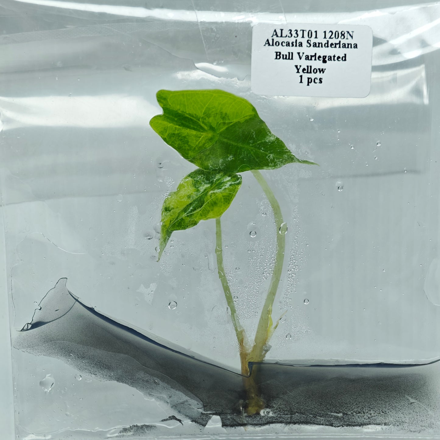 Alocasia sanderiana Bull Aurea Variegated (1plant/bag) - Tissue culture