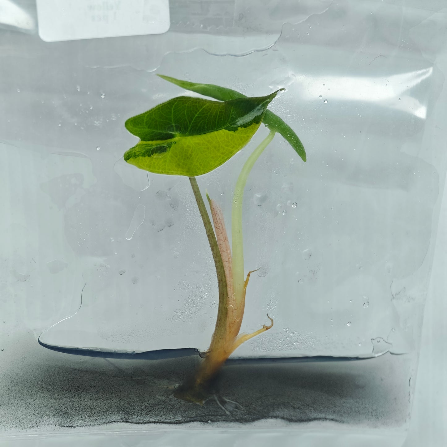 Alocasia sanderiana Bull Aurea Variegated (1plant/bag) - Tissue culture