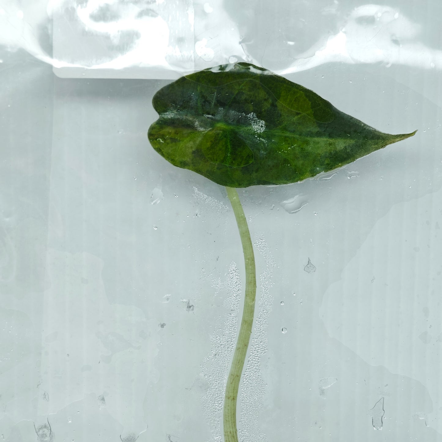 Alocasia sanderiana Bull Aurea Variegated (1plant/bag) - Tissue culture