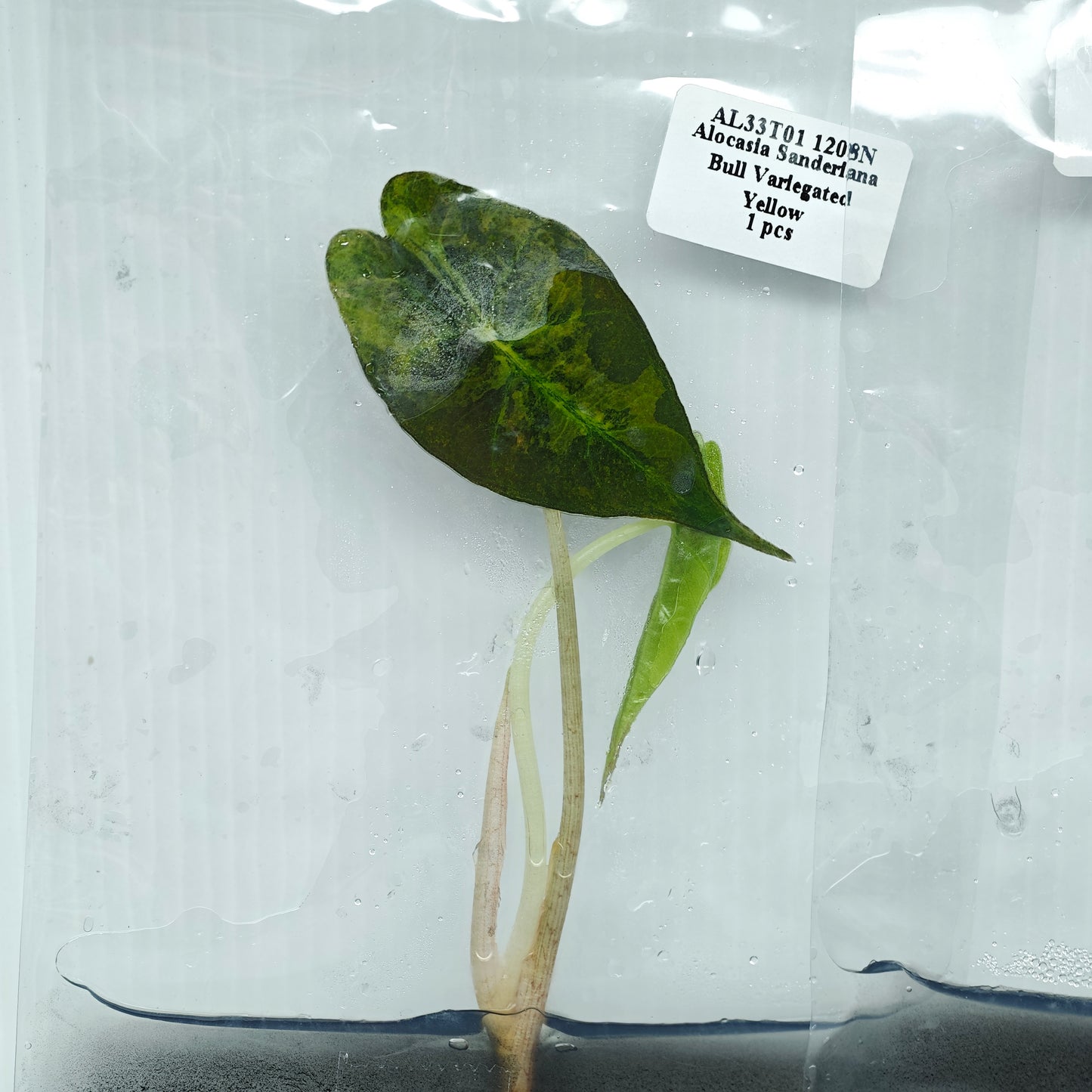 Alocasia sanderiana Bull Aurea Variegated (1plant/bag) - Tissue culture