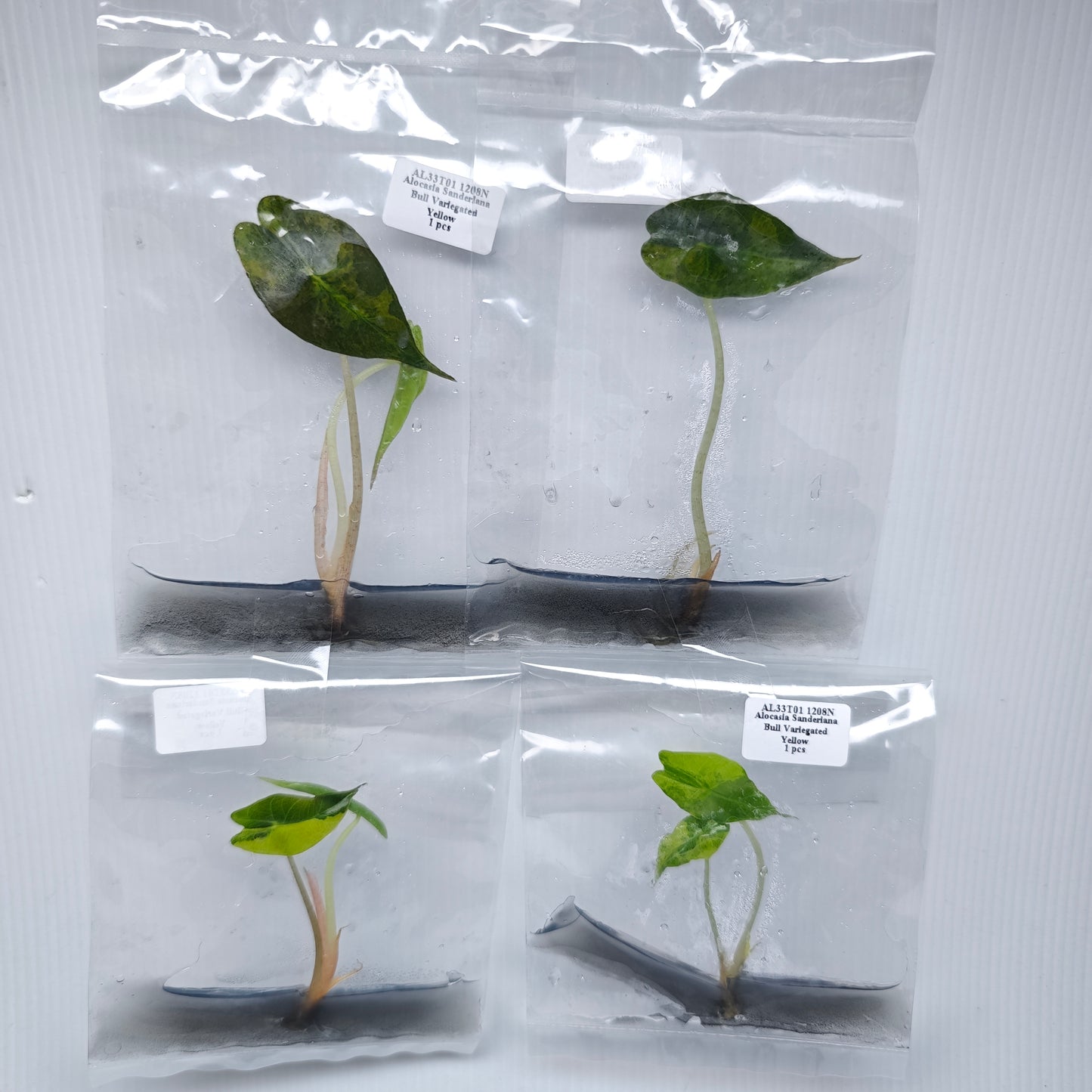 Alocasia sanderiana Bull Aurea Variegated (1plant/bag) - Tissue culture