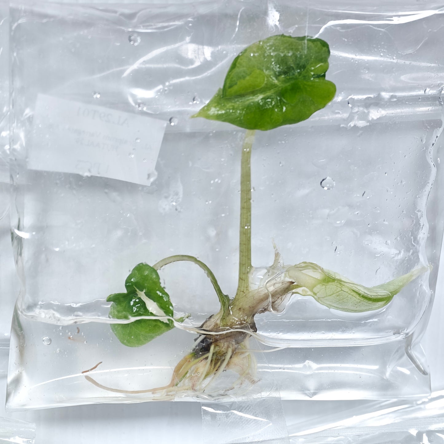 Alocasia scalprum albo Variegated (1plant/bag) - Tissue culture
