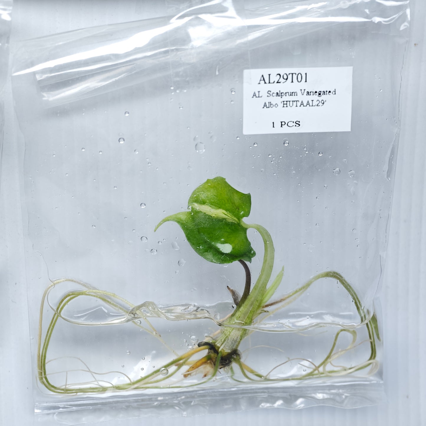 Alocasia scalprum albo Variegated (1plant/bag) - Tissue culture