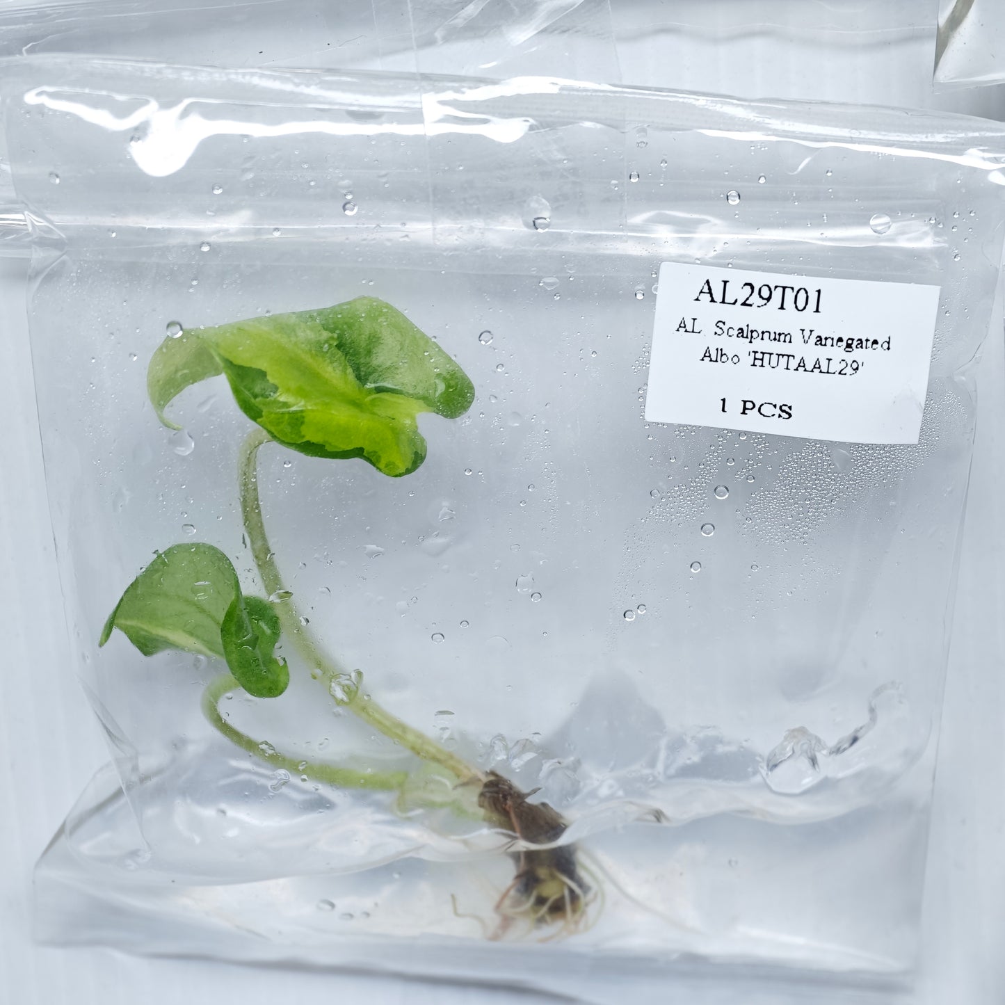 Alocasia scalprum albo Variegated (1plant/bag) - Tissue culture