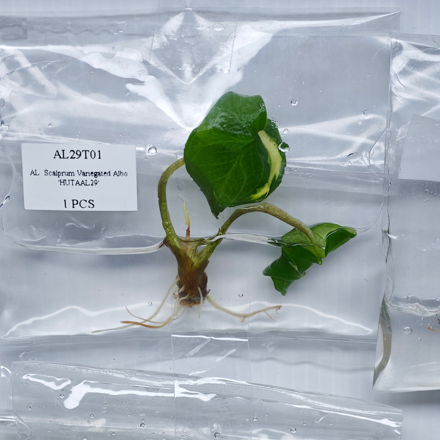 Alocasia scalprum albo Variegated (1plant/bag) - Tissue culture