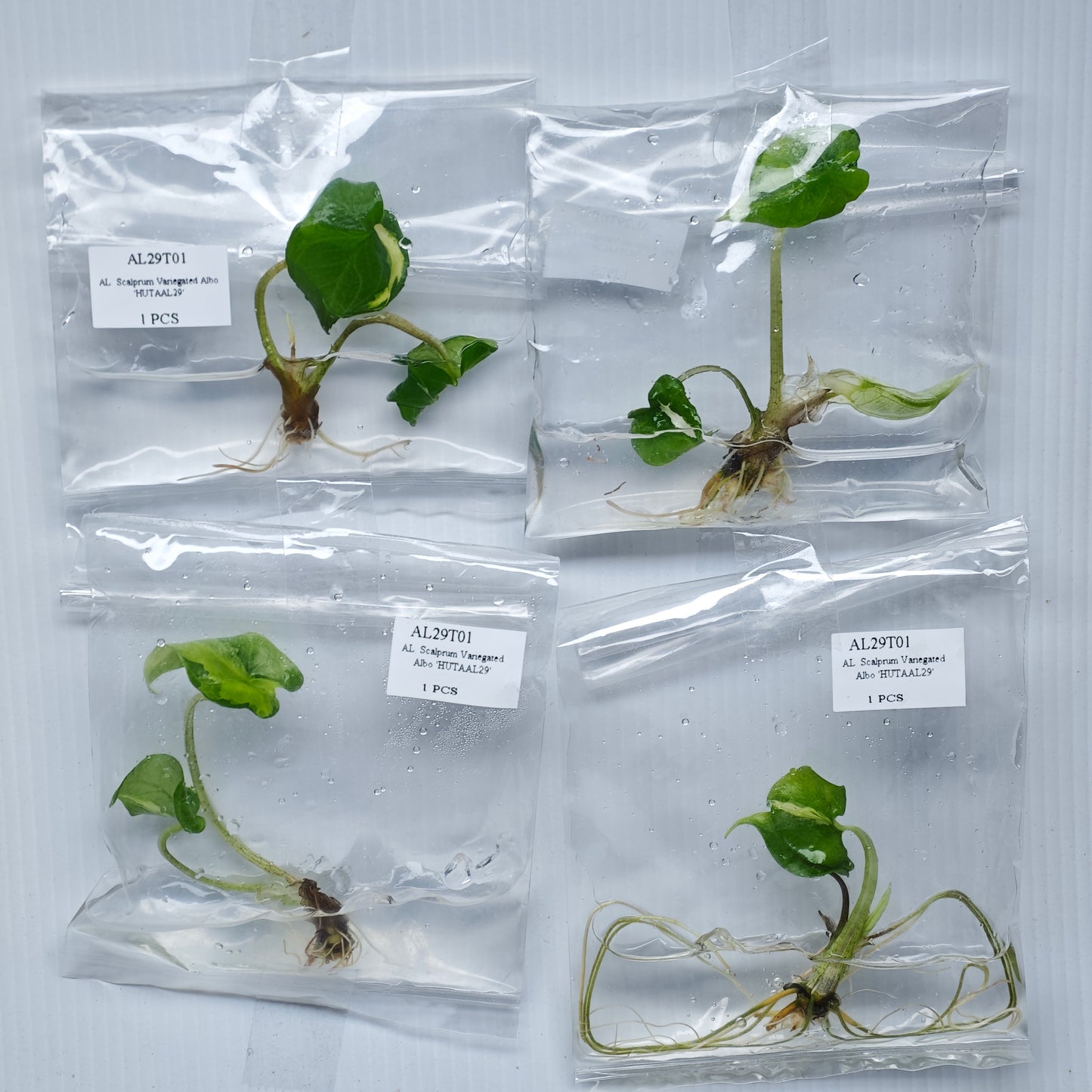 Alocasia scalprum albo Variegated (1plant/bag) - Tissue culture