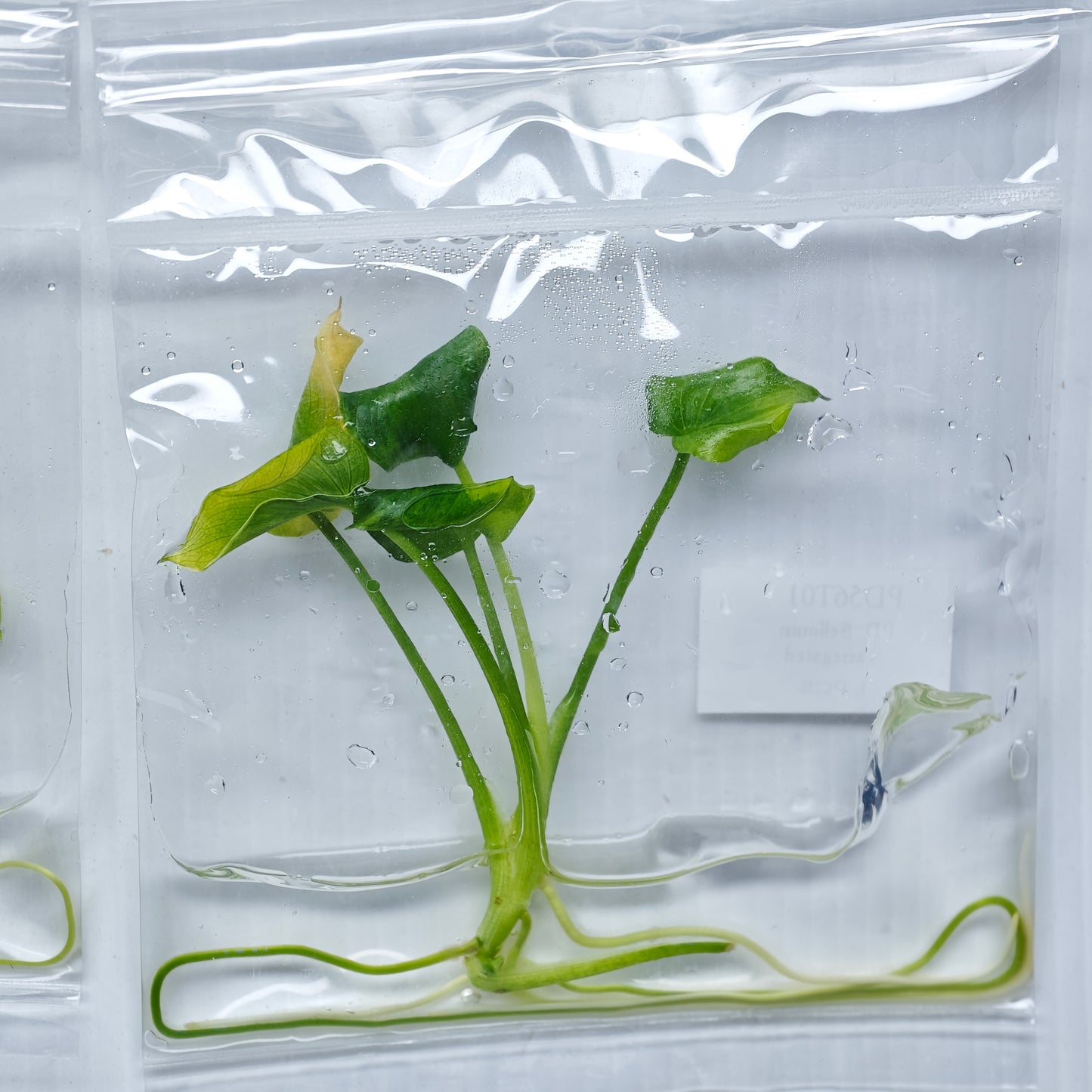 Philodendron selloum variegated (1plant/bag) - Tissue culture