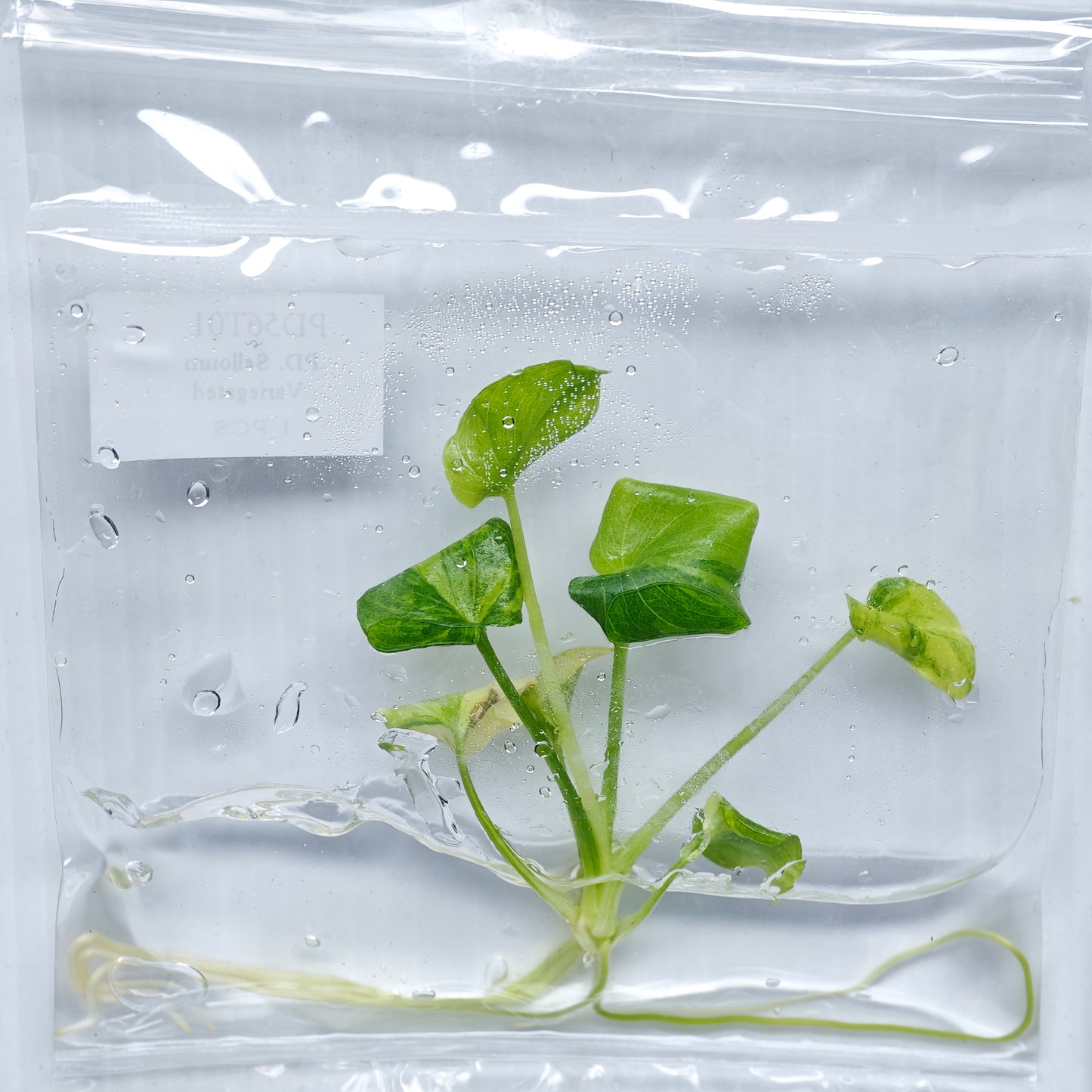 Philodendron selloum variegated (1plant/bag) - Tissue culture
