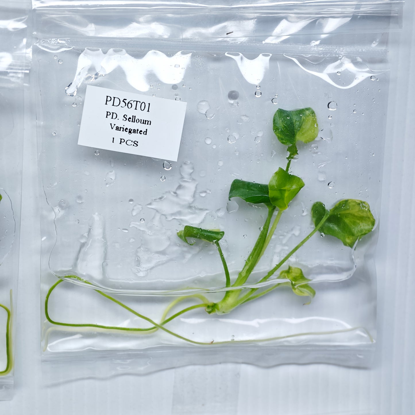 Philodendron selloum variegated (1plant/bag) - Tissue culture