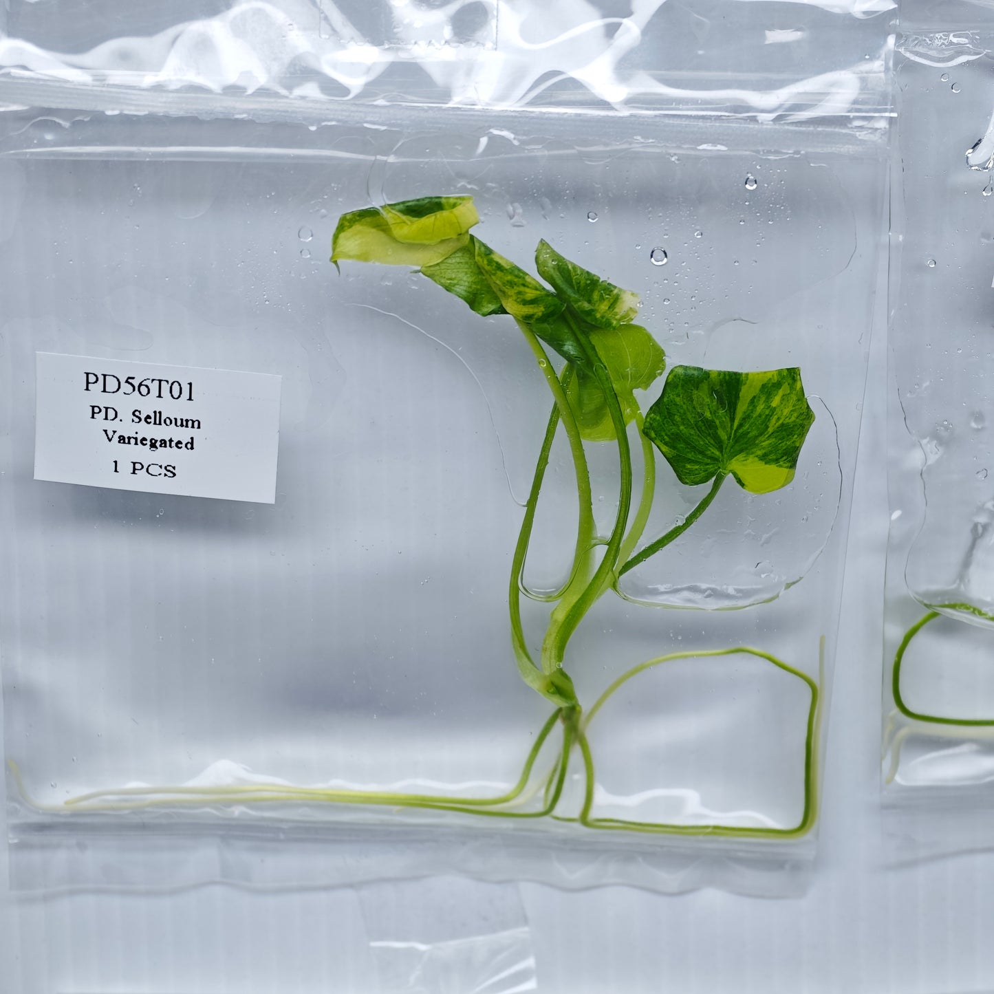 Philodendron selloum variegated (1plant/bag) - Tissue culture