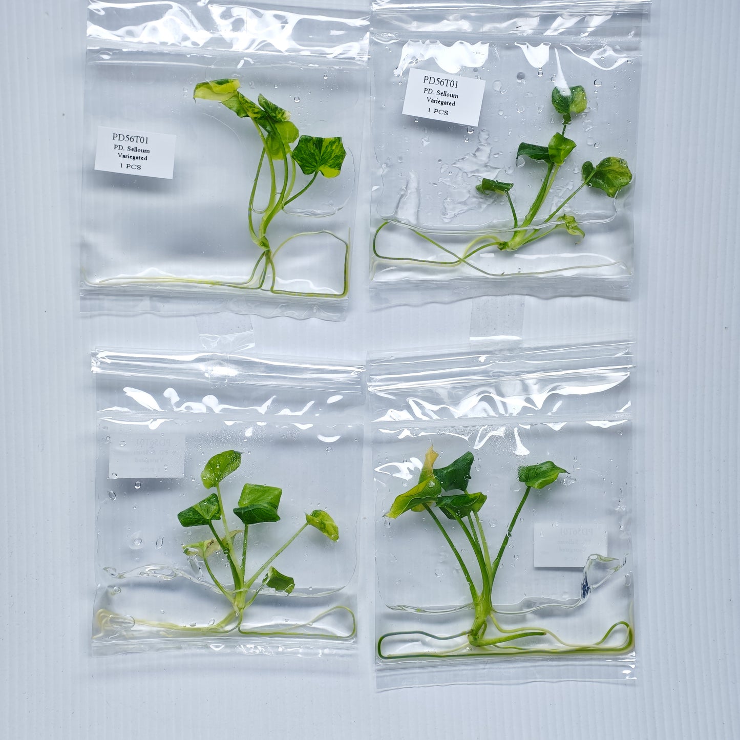 Philodendron selloum variegated (1plant/bag) - Tissue culture