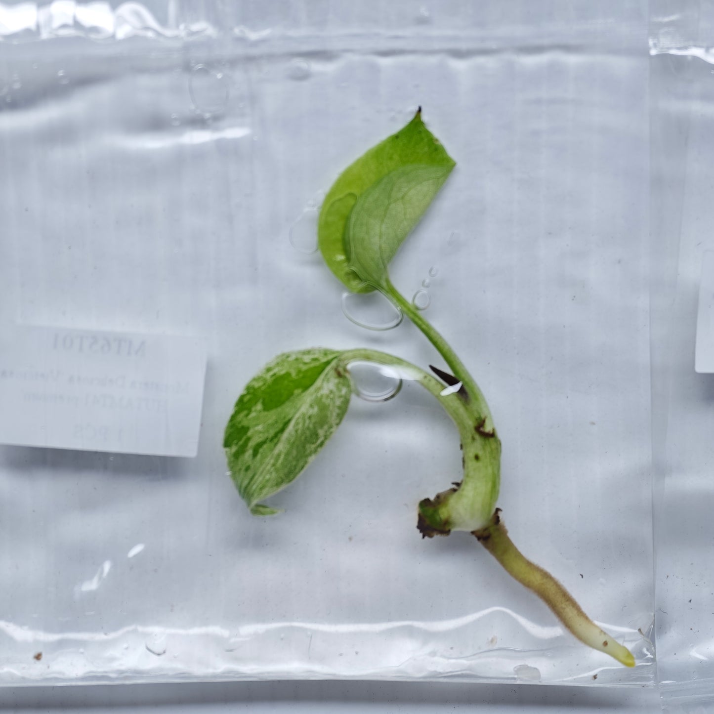 Monstera Vietciosa (1plant/bag) - Tissue culture
