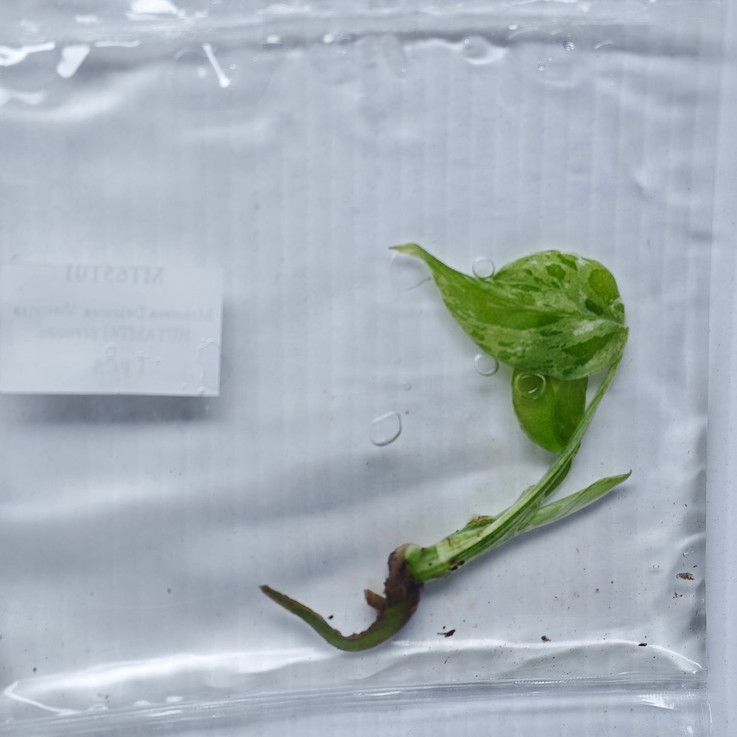 Monstera Vietciosa (1plant/bag) - Tissue culture