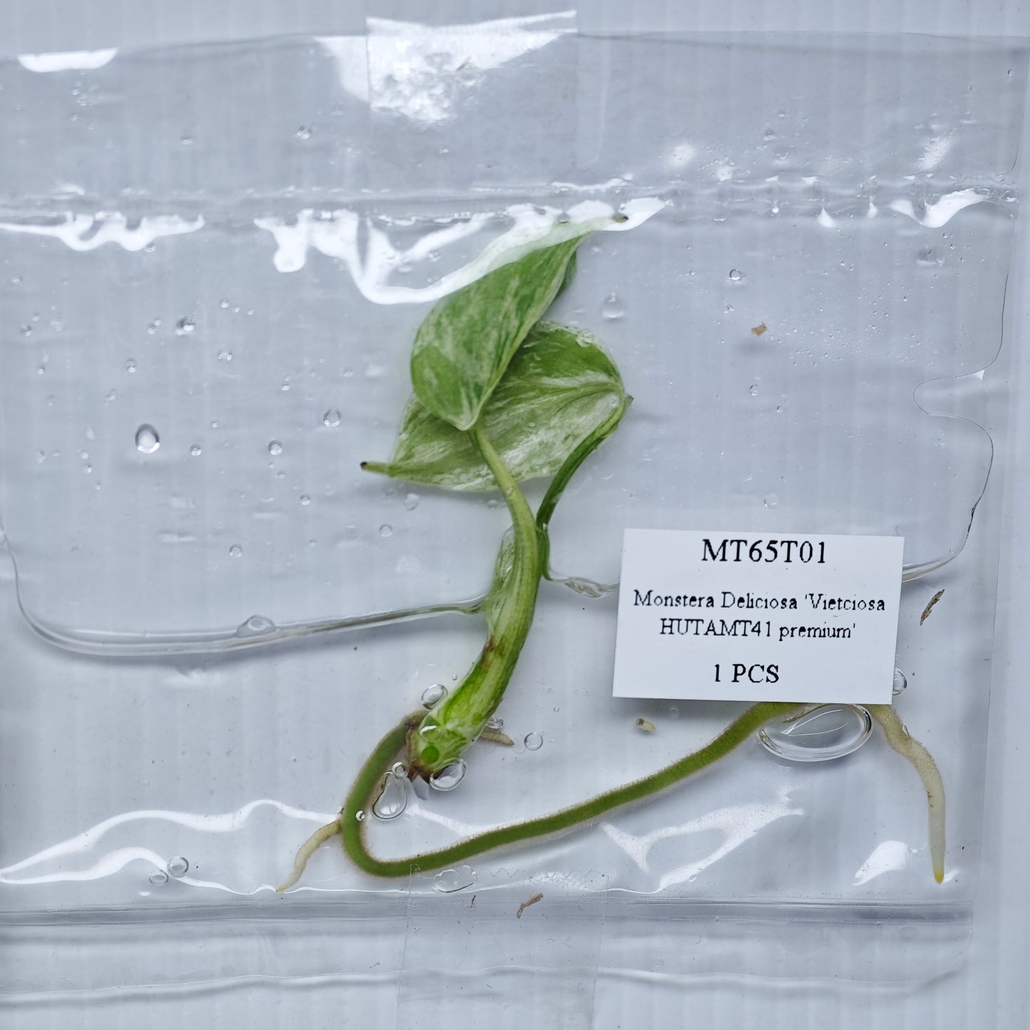 Monstera Vietciosa (1plant/bag) - Tissue culture