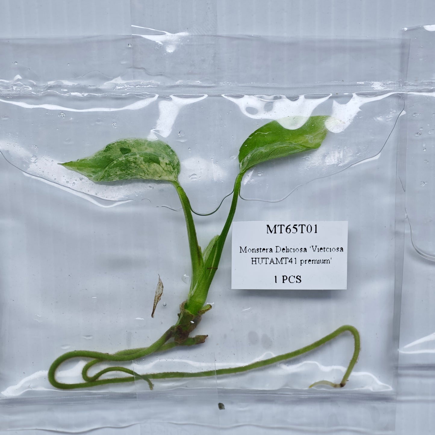 Monstera Vietciosa (1plant/bag) - Tissue culture