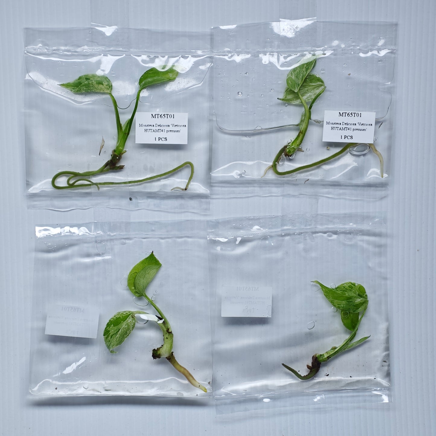 Monstera Vietciosa (1plant/bag) - Tissue culture