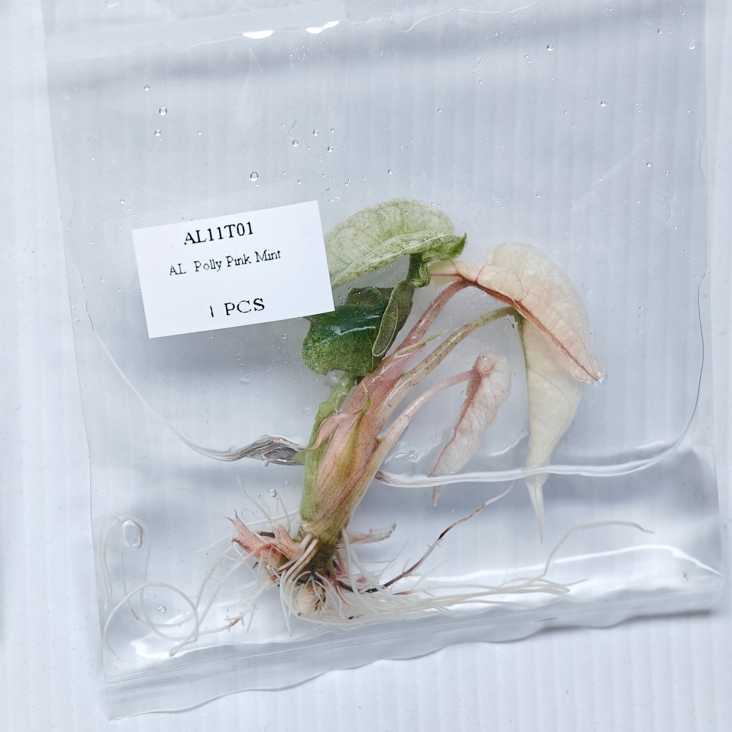 Alocasia Polly Pink Mint (1plant/bag) - Tissue culture